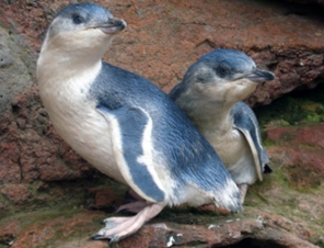 Penguins